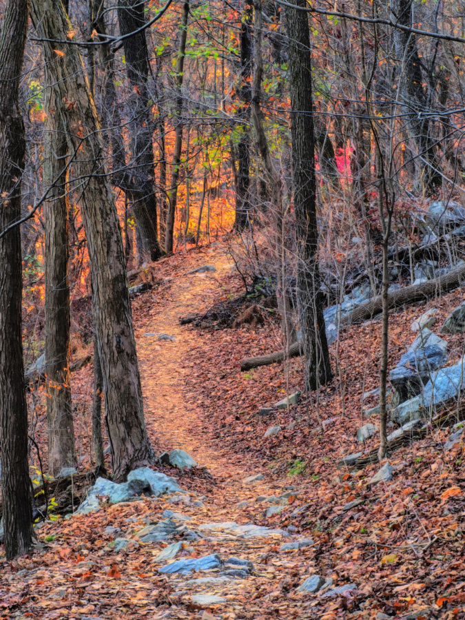 The Path